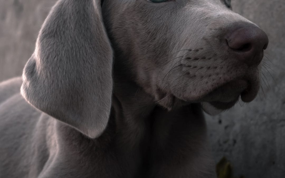 Vem får hunden vid en separation?
